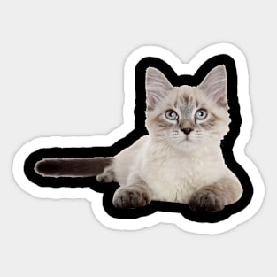 Cats Sticker